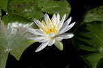 American waterlily